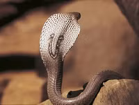 [ẢNH] Top 10 loài rắn cực độc, nguy hiểm nhất hành tinh