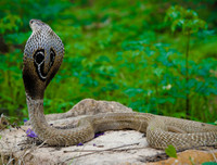 [ẢNH] Top 10 loài rắn cực độc, nguy hiểm nhất hành tinh