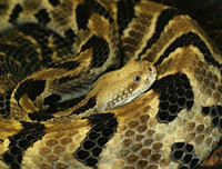 [ẢNH] Top 10 loài rắn cực độc, nguy hiểm nhất hành tinh