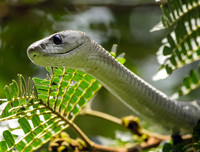 [ẢNH] Top 10 loài rắn cực độc, nguy hiểm nhất hành tinh