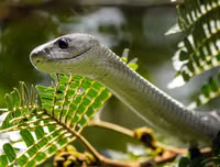 [ẢNH] Top 10 loài rắn cực độc, nguy hiểm nhất hành tinh