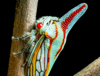 [ẢNH] Chiêm ngưỡng 