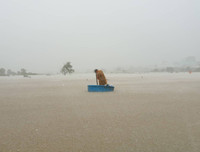 [ẢNH] Phú Quốc ngập lịch sử: Người dân chật vật di tản, giao thông chia cắt