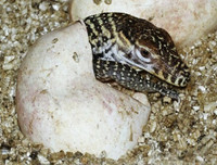 [ẢNH] Top 7 loài động vật có hình thức sinh sản 