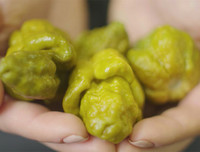 [ẢNH] Top 10 loại ớt siêu cay không phải ai cũng dám thử