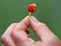 [ẢNH] Top 10 loại ớt siêu cay không phải ai cũng dám thử