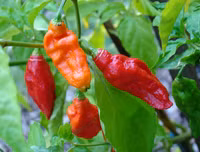 [ẢNH] Top 10 loại ớt siêu cay không phải ai cũng dám thử