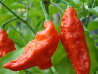 [ẢNH] Top 10 loại ớt siêu cay không phải ai cũng dám thử