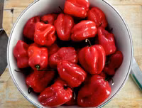 [ẢNH] Top 10 loại ớt siêu cay không phải ai cũng dám thử