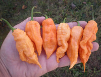 [ẢNH] Top 10 loại ớt siêu cay không phải ai cũng dám thử