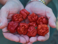 [ẢNH] Top 10 loại ớt siêu cay không phải ai cũng dám thử