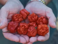 [ẢNH] Top 10 loại ớt siêu cay không phải ai cũng dám thử