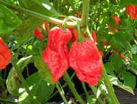 [ẢNH] Top 10 loại ớt siêu cay không phải ai cũng dám thử