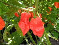 [ẢNH] Top 10 loại ớt siêu cay không phải ai cũng dám thử