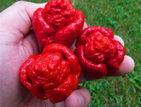 [ẢNH] Top 10 loại ớt siêu cay không phải ai cũng dám thử