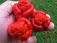 [ẢNH] Top 10 loại ớt siêu cay không phải ai cũng dám thử