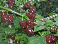 [ẢNH] Top 10 loại ớt siêu cay không phải ai cũng dám thử