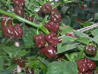 [ẢNH] Top 10 loại ớt siêu cay không phải ai cũng dám thử