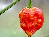 [ẢNH] Top 10 loại ớt siêu cay không phải ai cũng dám thử