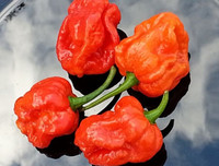 [ẢNH] Top 10 loại ớt siêu cay không phải ai cũng dám thử