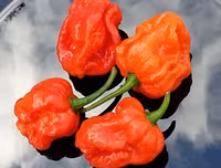 [ẢNH] Top 10 loại ớt siêu cay không phải ai cũng dám thử