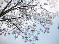 [ẢNH] Vẻ quyến rũ đến say đắm lòng người của hoa ban giữa lòng Thủ đô