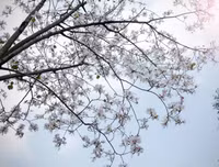 [ẢNH] Vẻ quyến rũ đến say đắm lòng người của hoa ban giữa lòng Thủ đô