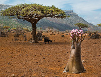 [ẢNH] Những điều thú vị ít người biết về hòn đảo 