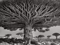 [ẢNH] Những điều thú vị ít người biết về hòn đảo 