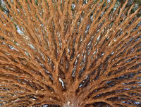 [ẢNH] Những điều thú vị ít người biết về hòn đảo 