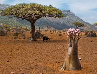 [ẢNH] Những điều thú vị ít người biết về hòn đảo 