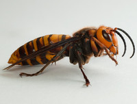 [ẢNH] Top 4 loài động vật hung tợn và tham lam nhất hành tinh