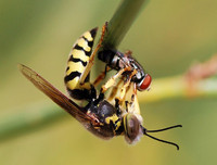 [ẢNH] Top 4 loài động vật hung tợn và tham lam nhất hành tinh