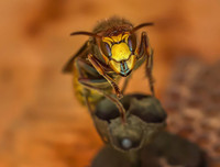 [ẢNH] Top 4 loài động vật hung tợn và tham lam nhất hành tinh