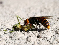 [ẢNH] Top 4 loài động vật hung tợn và tham lam nhất hành tinh