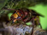 [ẢNH] Top 4 loài động vật hung tợn và tham lam nhất hành tinh