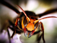 [ẢNH] Top 4 loài động vật hung tợn và tham lam nhất hành tinh