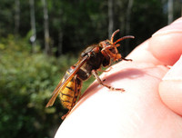 [ẢNH] Top 4 loài động vật hung tợn và tham lam nhất hành tinh