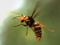 [ẢNH] Top 4 loài động vật hung tợn và tham lam nhất hành tinh