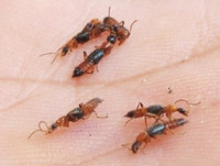 [ẢNH] Mẹo xử lý ban đầu khi bị côn trùng cắn