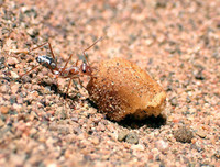 [ẢNH] Top 5 loài động vật 