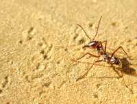 [ẢNH] Top 5 loài động vật 