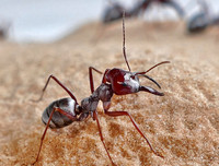 [ẢNH] Top 5 loài động vật 