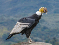 [ẢNH] Những loài chim bay cao không tưởng khiến con người phải kinh ngạc