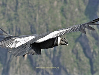 [ẢNH] Những loài chim bay cao không tưởng khiến con người phải kinh ngạc