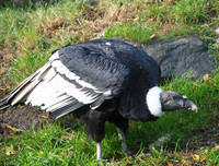 [ẢNH] Những loài chim bay cao không tưởng khiến con người phải kinh ngạc