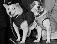 [ẢNH] Điểm danh những chú chó 