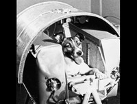 [ẢNH] Điểm danh những chú chó 