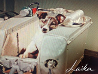 [ẢNH] Điểm danh những chú chó 