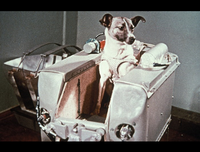 [ẢNH] Điểm danh những chú chó 